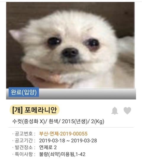 유기견 입양 전후 | 인스티즈