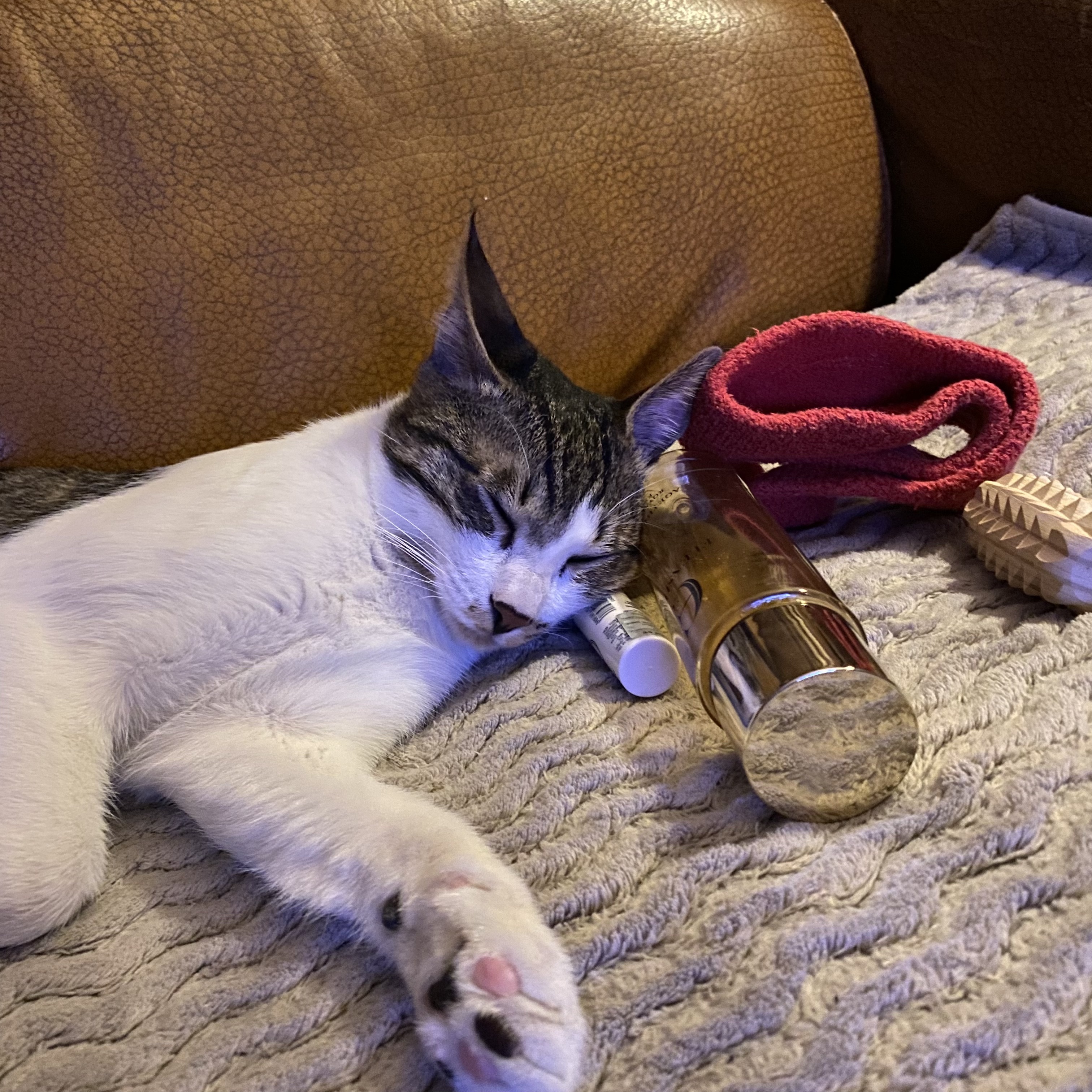 코시국에 재택하다가 고양이를 만났는데.. | 인스티즈