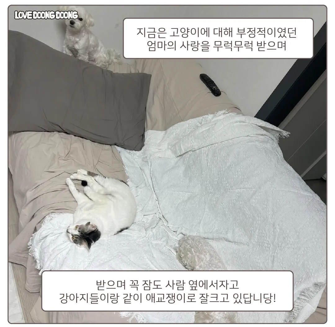 주방 싱크대 뒷편 호스에 매달려있다가 구조된 아기 고양이.jpg | 인스티즈