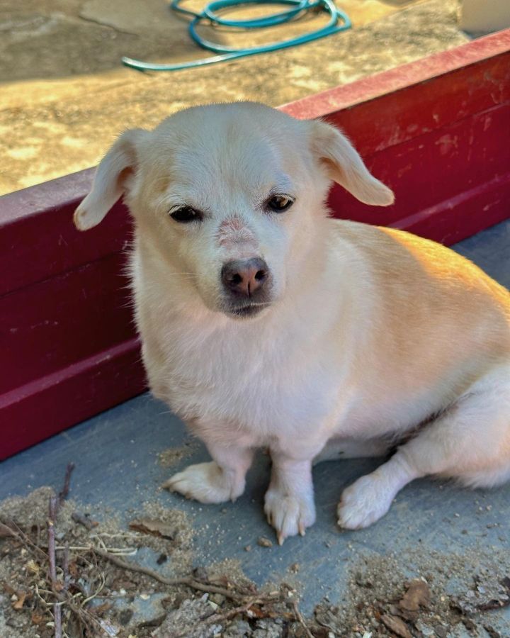 강아지 짱절미 투병근황 | 인스티즈