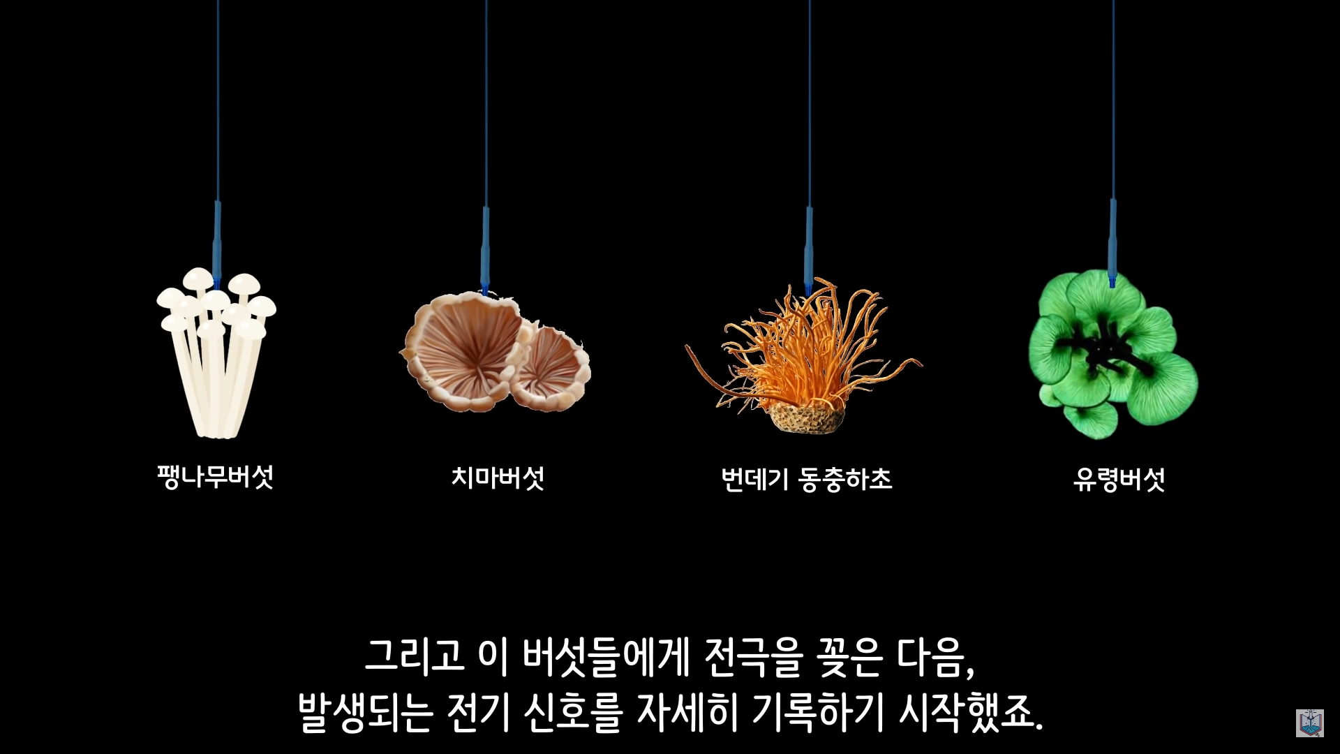 버섯이 단어와 문장을 사용해 서로 대화하고 있을지도 모른다고? | 인스티즈