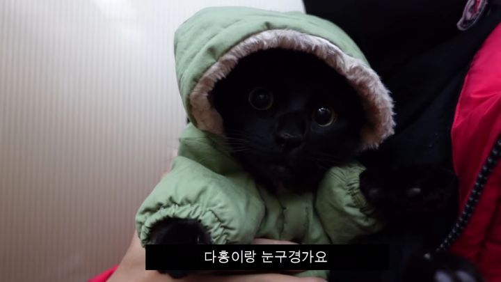 박수홍이 키우는 고양이 모질 | 인스티즈