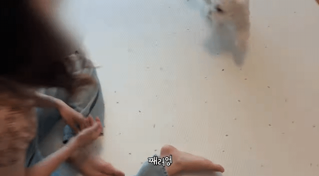 생일이 뭔진 모르겠지만 아무튼 신난 재롱이 | 인스티즈