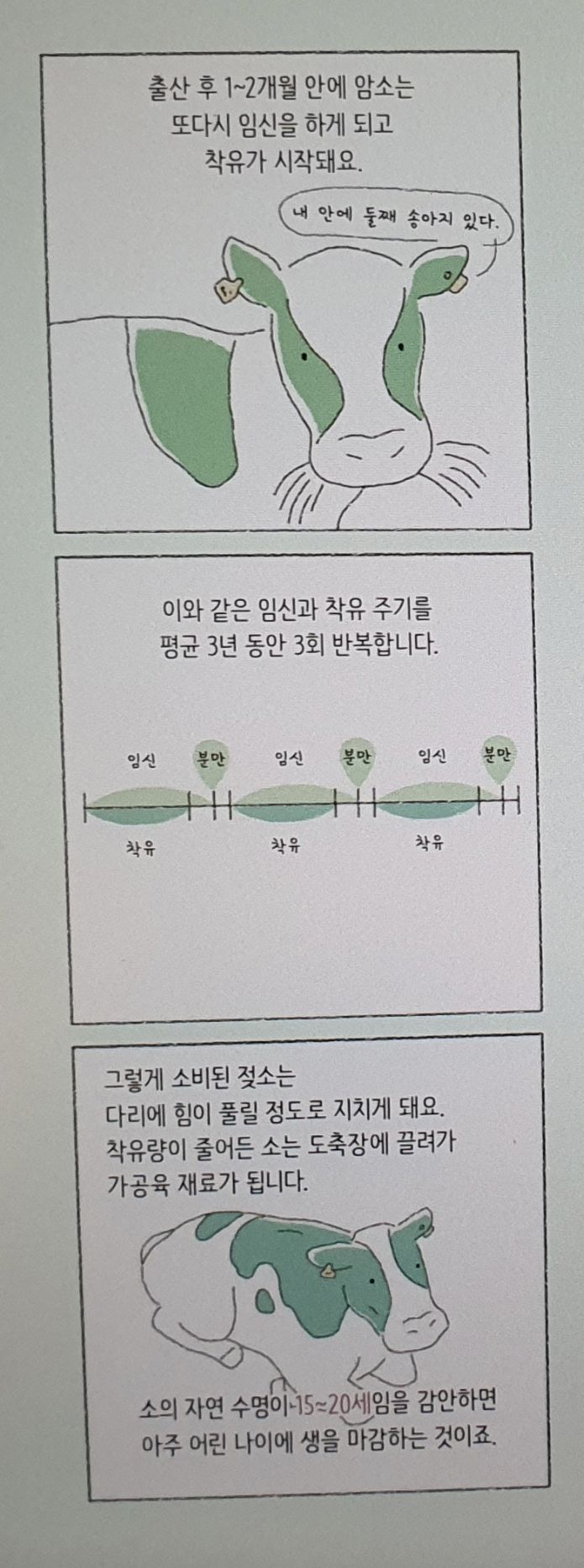 그냥 소를 젖소로 만들어서 우유를 얻는 방법 | 인스티즈