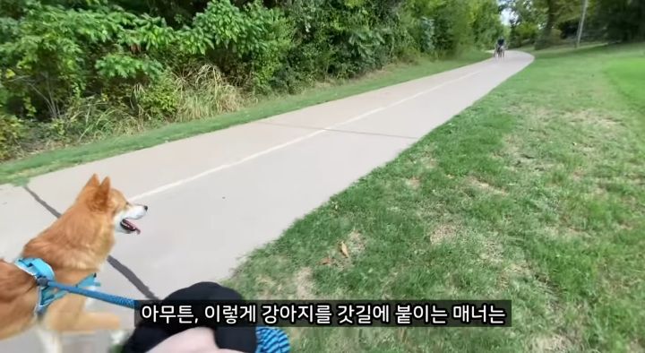미국에서 강아지 산책 시키다 어느 한국인이 욕 먹은 이유 | 인스티즈