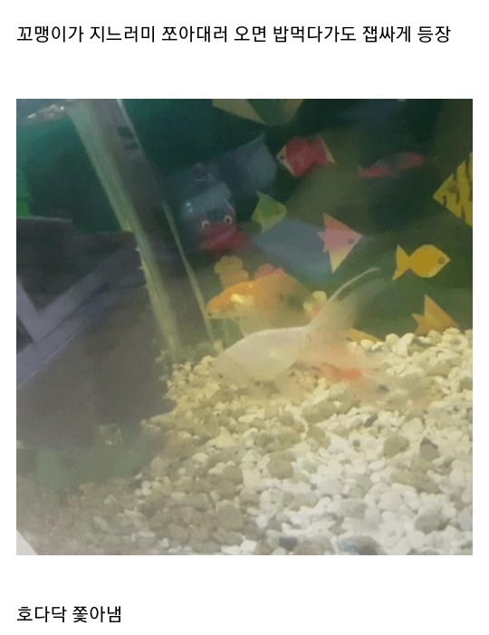 엄마집 금붕어들 보고가라 (이게 사랑이 아니면..) | 인스티즈