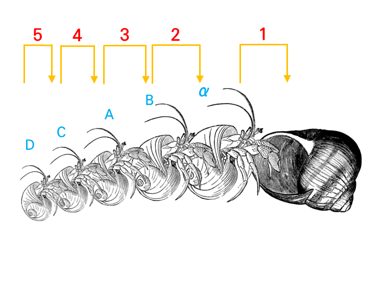 소라게의 새 집 구하기 | 인스티즈