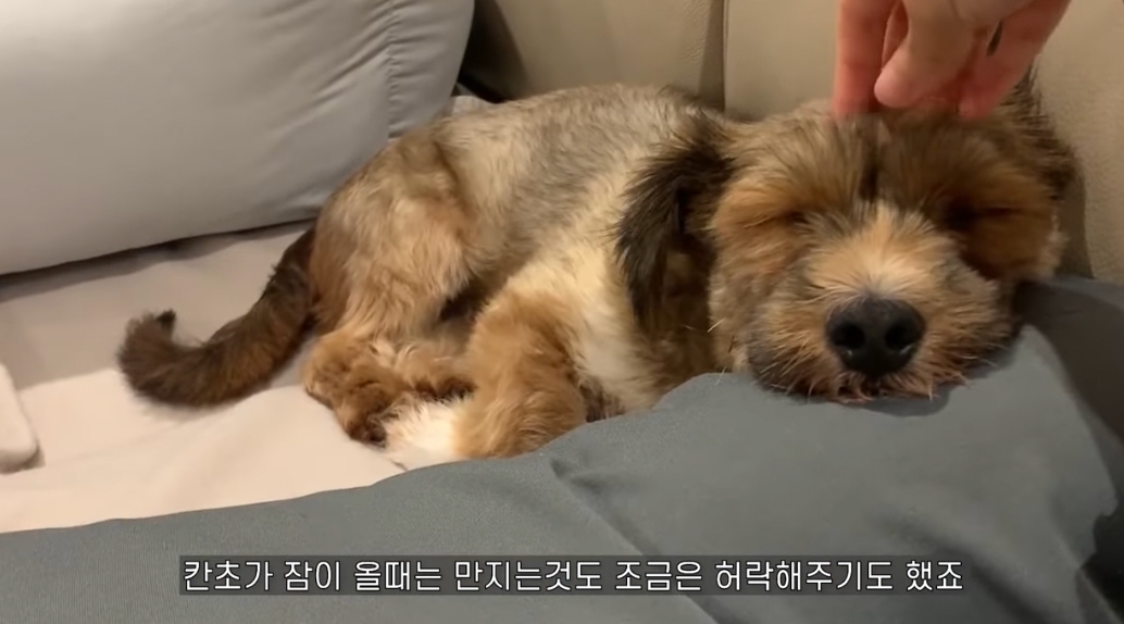 유기견 입양전후 변화. 겁많은 강아지의 100일간 브이로그 | 인스티즈