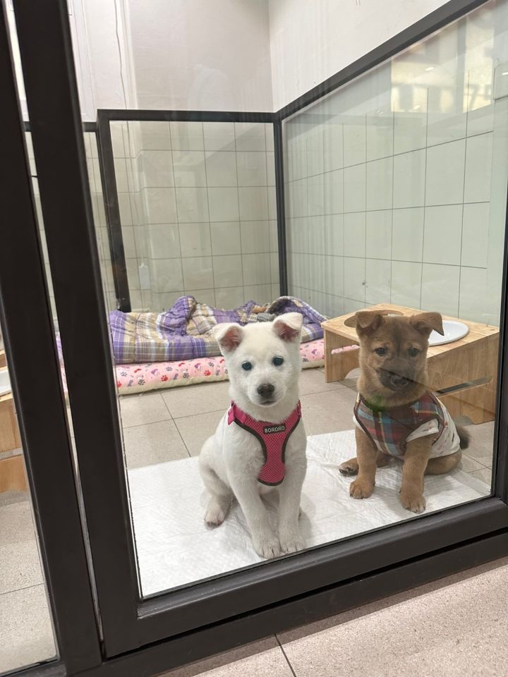 [유기견임보&입양홍보] 주택가 골목에 버려졌던 아기 강아지 콩순이 | 인스티즈