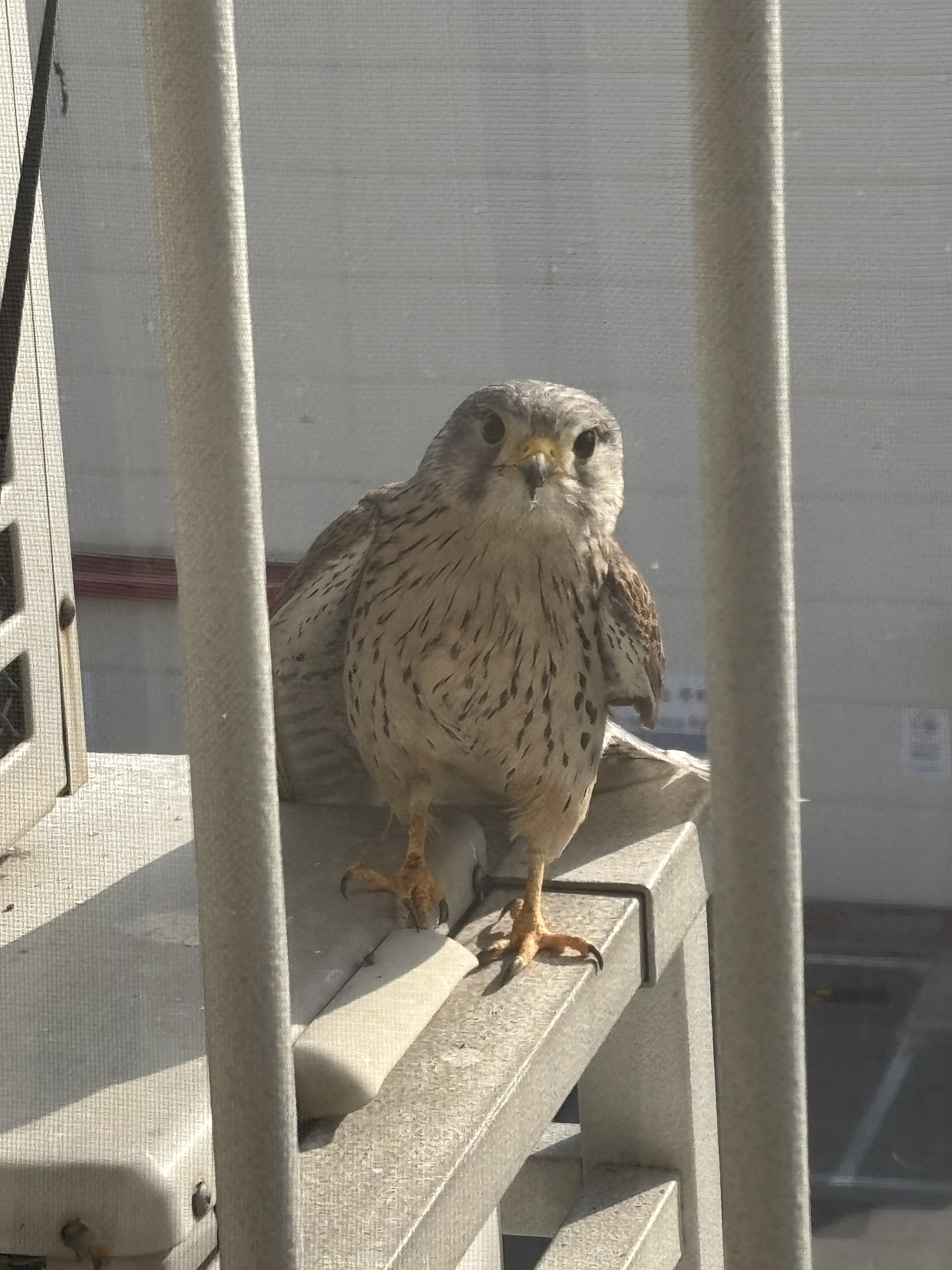 @: 5월~6월은 아기 새가 처음으로 둥지를 떠나는 때랍니다 | 인스티즈