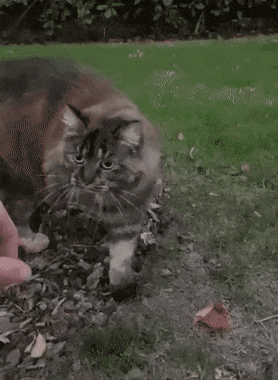 사람의 손길이 필요했던 고양이.gif | 인스티즈