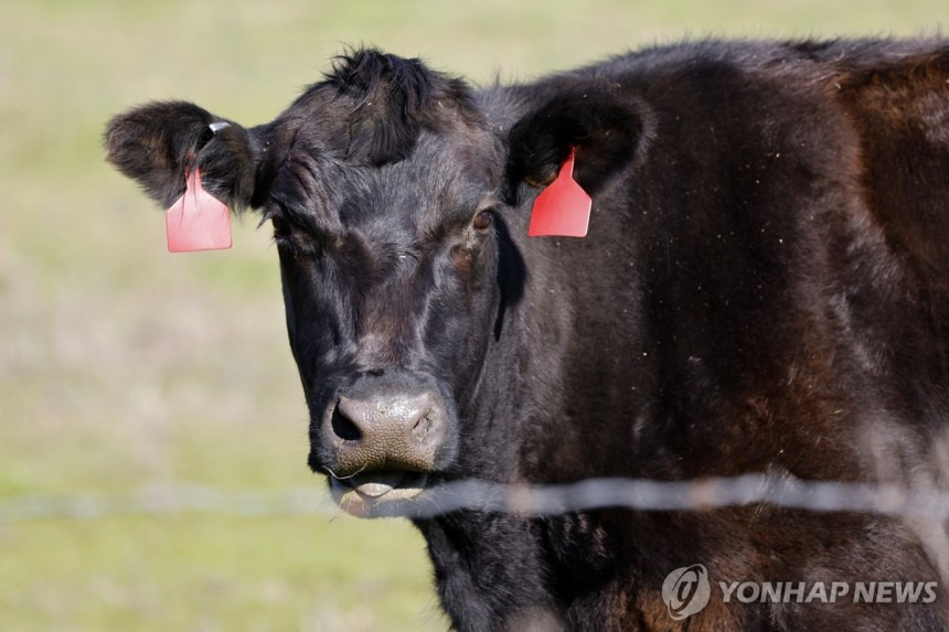 美업계, 트럼프에 "韓의 30개월 이상 소고기 수입금지 풀어달라" | 인스티즈