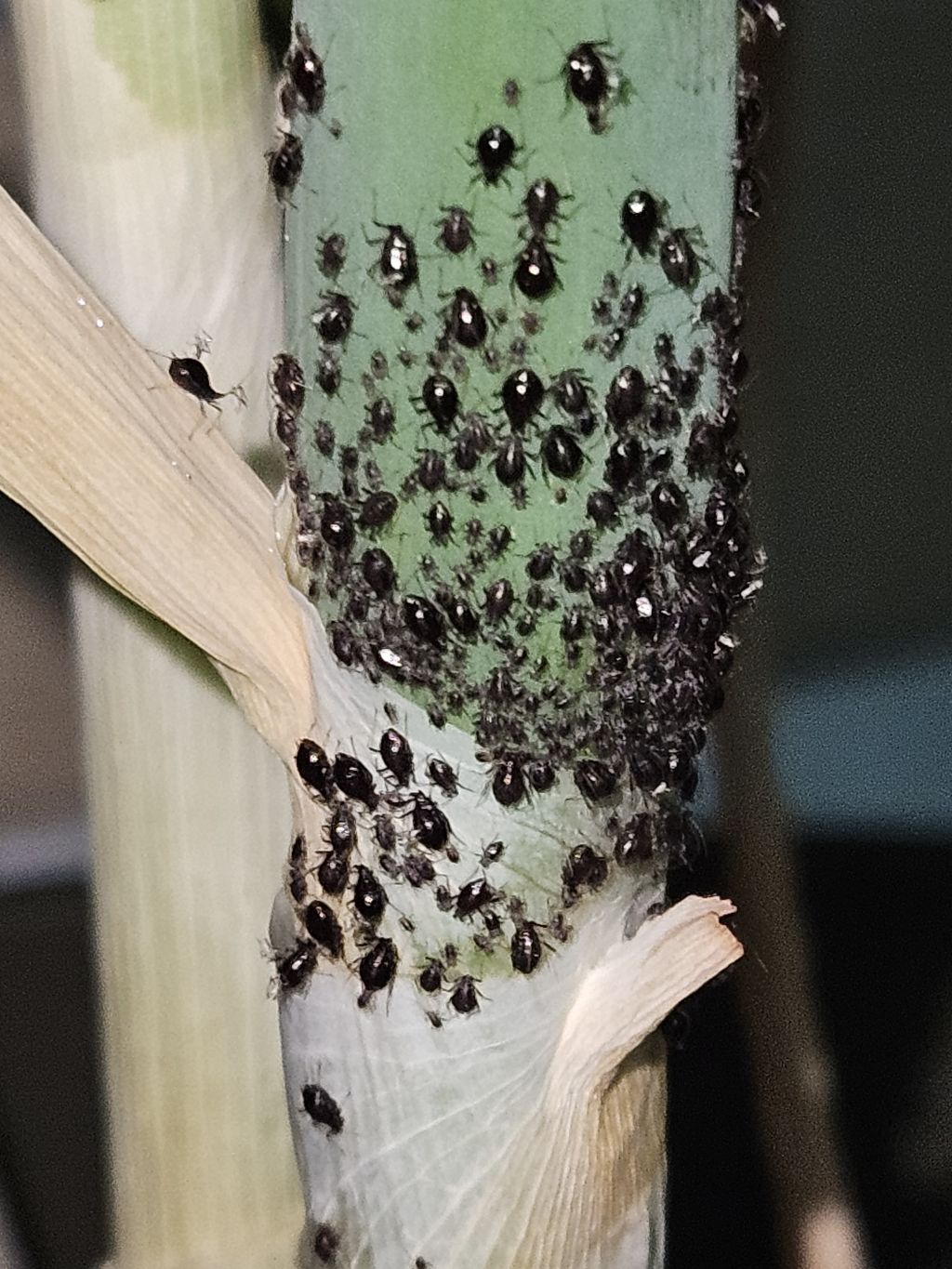 엄마가 심어준 파가 이름모를 벌레들로 뒤덮임...(+벌레 화형식 영상 추가) | 인스티즈