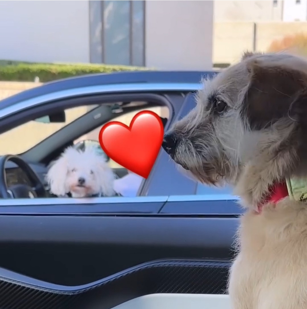 아콰피나가 키우는 한국 유기견 출신 행운이 | 인스티즈