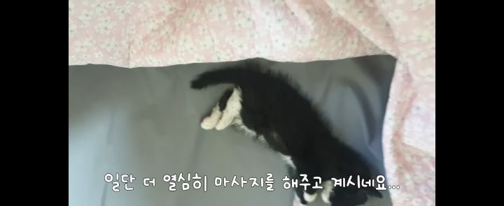 얼어죽어있던 아기고양이를 녹였더니.. | 인스티즈