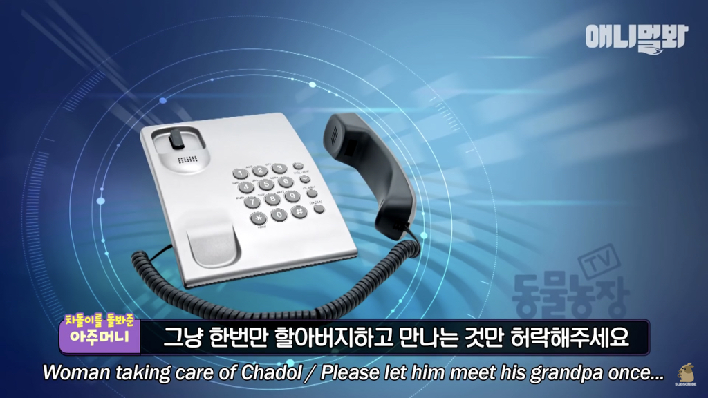 1년만에 자신을 두고 간 주인을 만난 강아지 반응 | 인스티즈