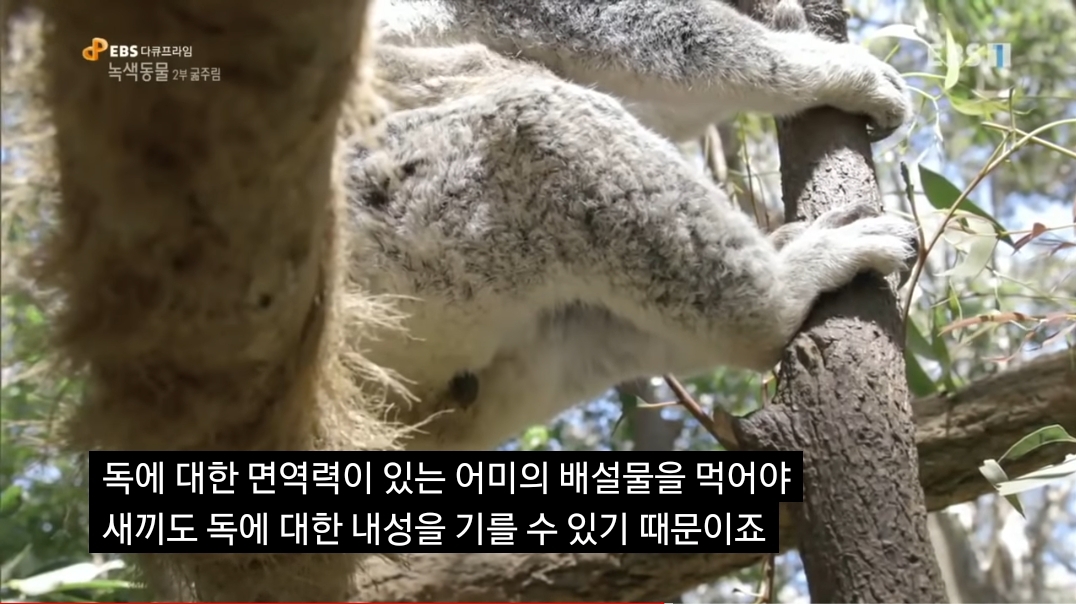 🐨 새끼 코알라랑 뽀뽀하면 안되는 이유 🐨 | 인스티즈