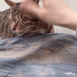 나 약간 피리부는 사나이...?🐈🐈🐈 | 인스티즈