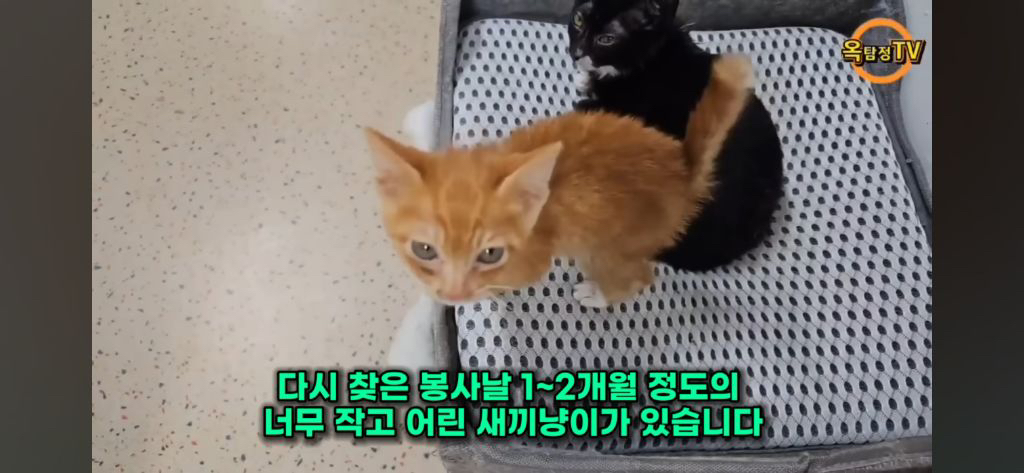 동물 구조(보호소) 경계해야함 / 고양이학교의 처참함 | 인스티즈