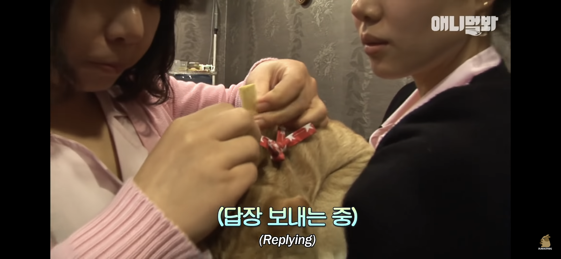 길고양이 목에 쪽지를 달자 생긴 영화같은 일 | 인스티즈