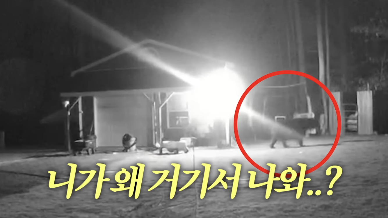미국 이민갔는데 집에서 곰 나옴… | 인스티즈