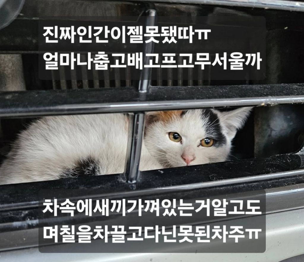 차 본넷에 새끼고양이 가둔채로 달린 차주 | 인스티즈