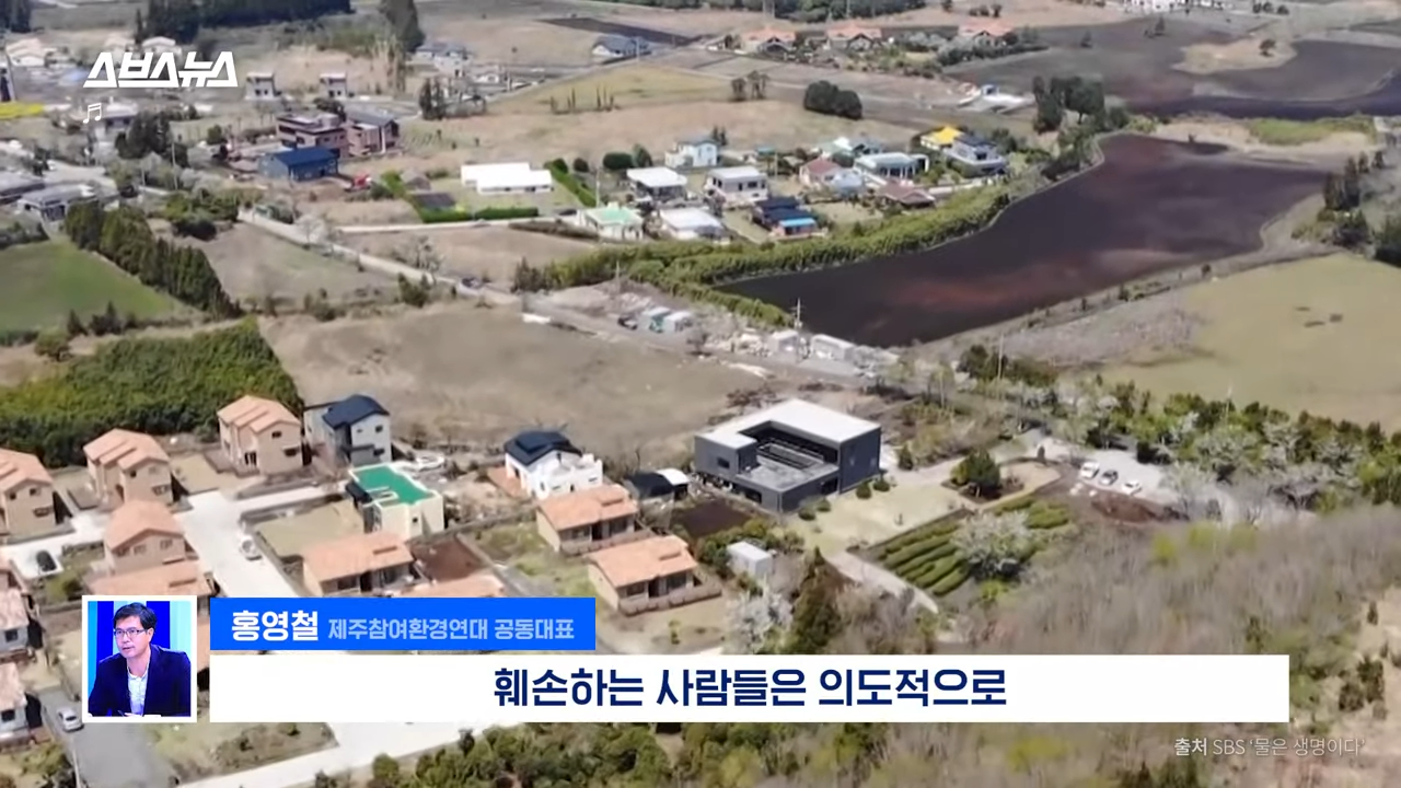 제주도에서 나무 10028그루가 베어진 이유 | 인스티즈