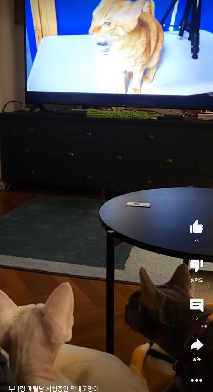 고양이들이 매탈남 유튜브 집중해서 본다는게 신기한 달글ㅋㅋ | 인스티즈