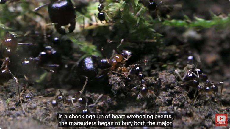 거대한 수조에 열대우림 환경을 조성해놓으면 생기는 일 | 인스티즈