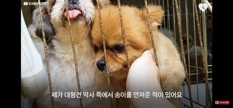 입양가는데 우는 강아지 | 인스티즈