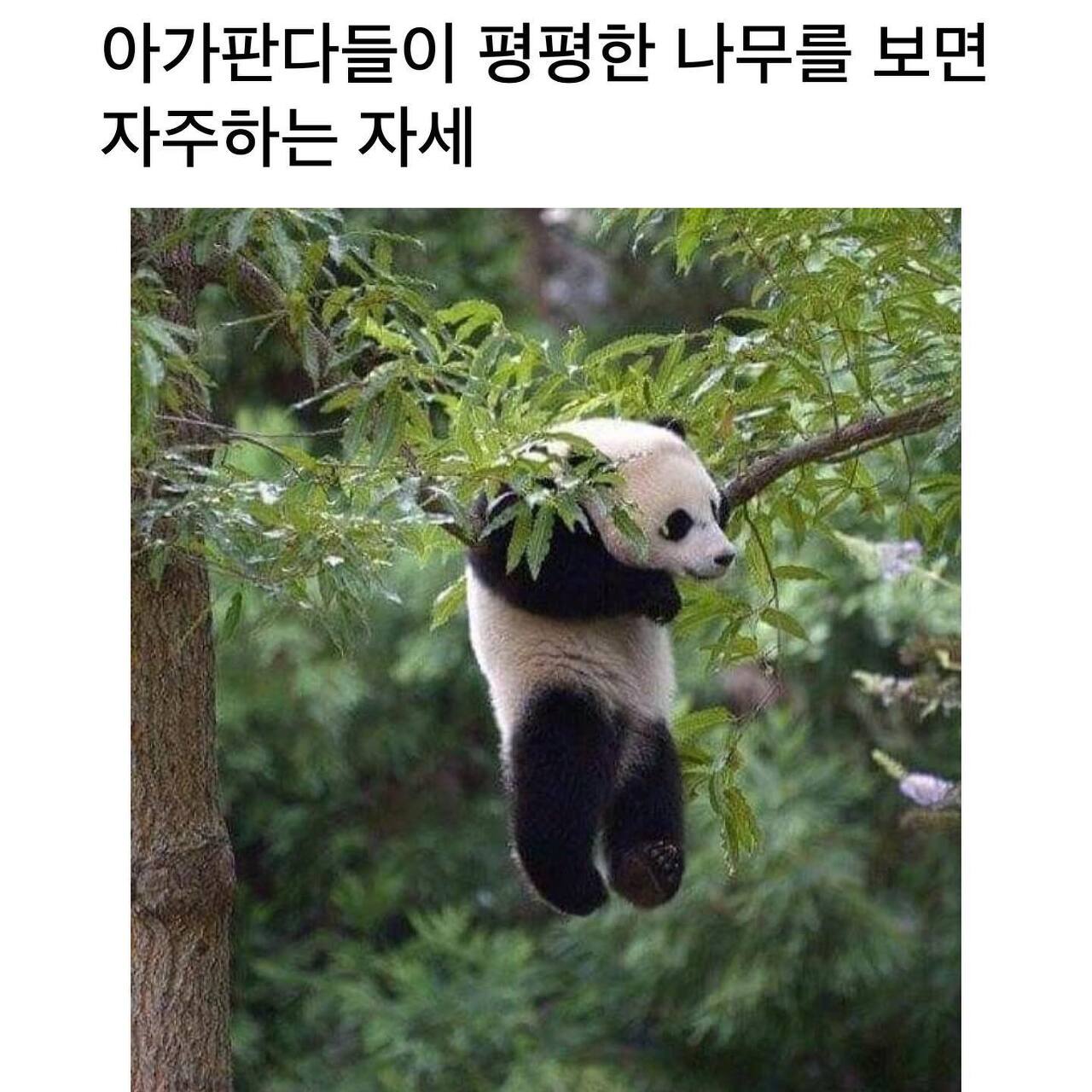 아기 판다🐼들이 평평한 나무를 보면 자주 하는 자세 | 인스티즈