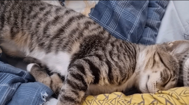 자는 아기랑 고양이를 같이 두지 마세요 | 인스티즈