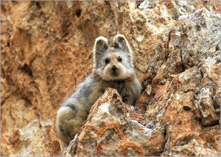 이름이 "우는 토끼”인 희귀 동물.jpg | 인스티즈