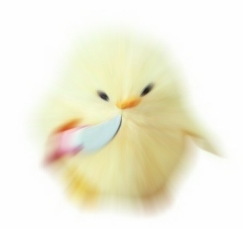 칼든병아리는 어디서 시작했을까 | 인스티즈