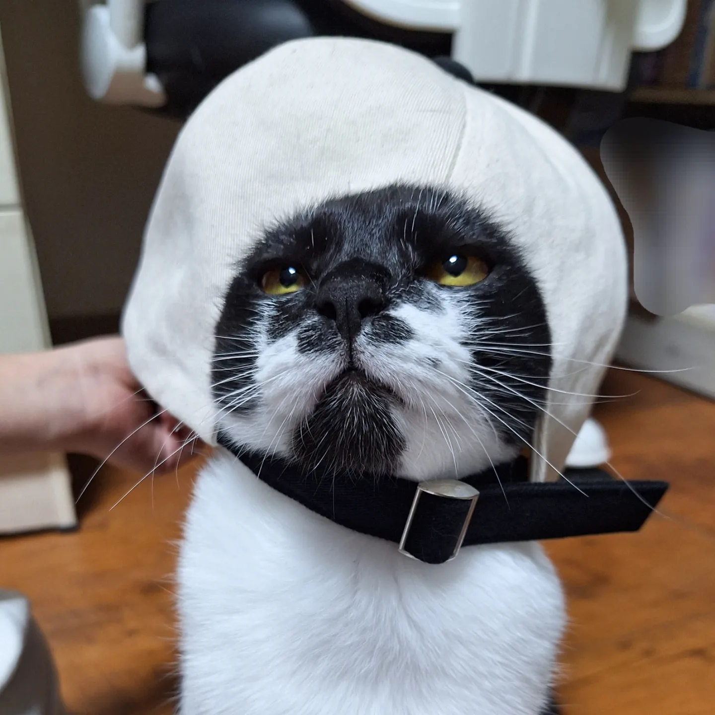 [입양홍보] 🌙✨️낭만을 아는 고양이가 있다?! 낭만고양이 호열이의 평생 가족을 찾습니다🌙✨️ | 인스티즈
