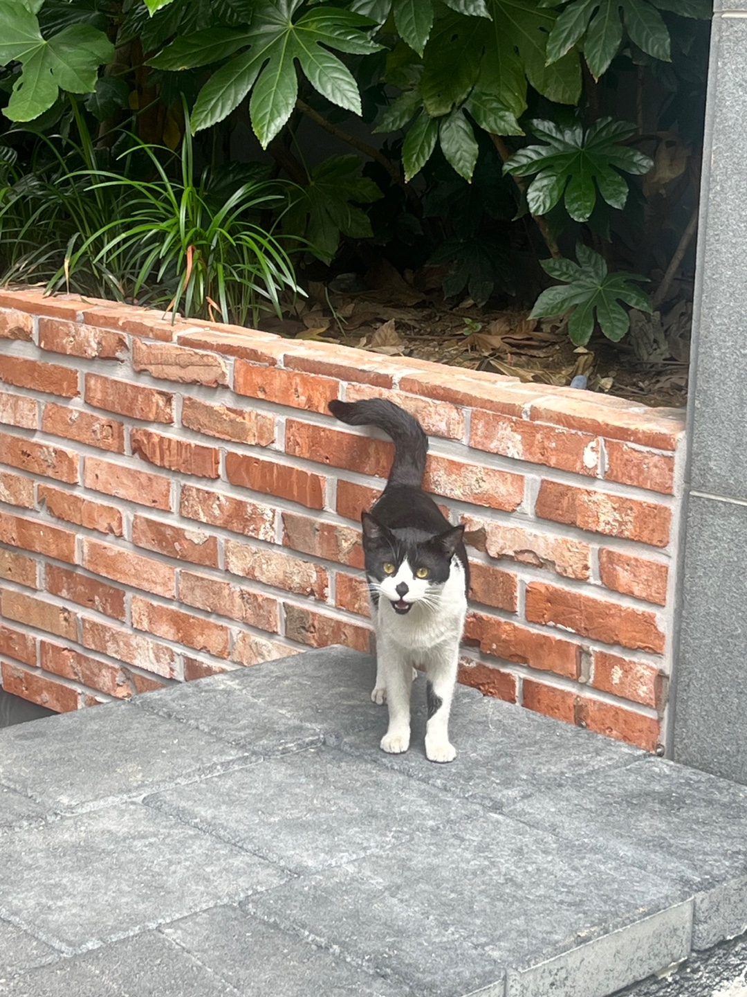 [입양홍보] 혹r률 ✮100➠✥✹프로 7H냥ㅇ1 홗➦정♘ ➜✾ 뽑ㄱ1¿불필요♟ | 인스티즈