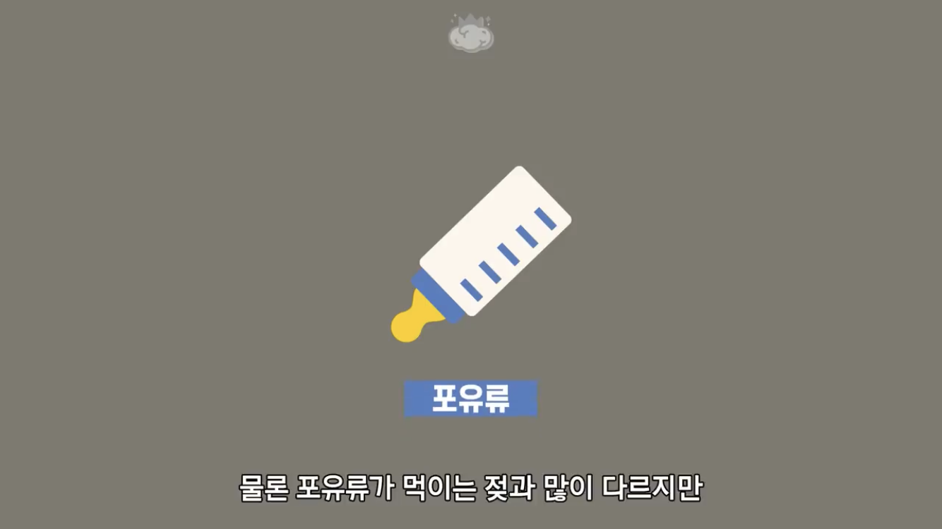 거리에 비둘기가 이렇게 많은데 왜 새끼 비둘기는 안 보일까? | 인스티즈