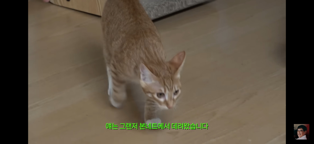 세계 최초 대기업 출신 고양이 | 인스티즈