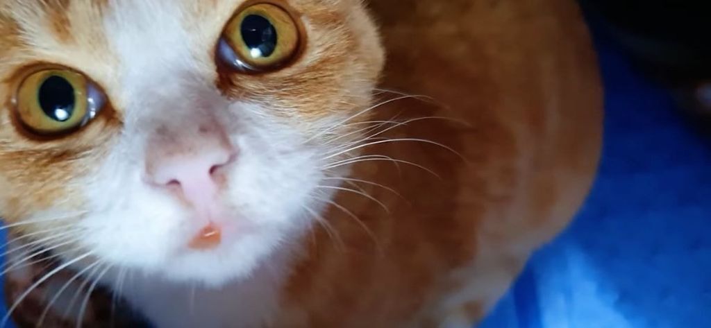 31bbb0ee920bf0dcc1456a265e4094b4f7e444a6