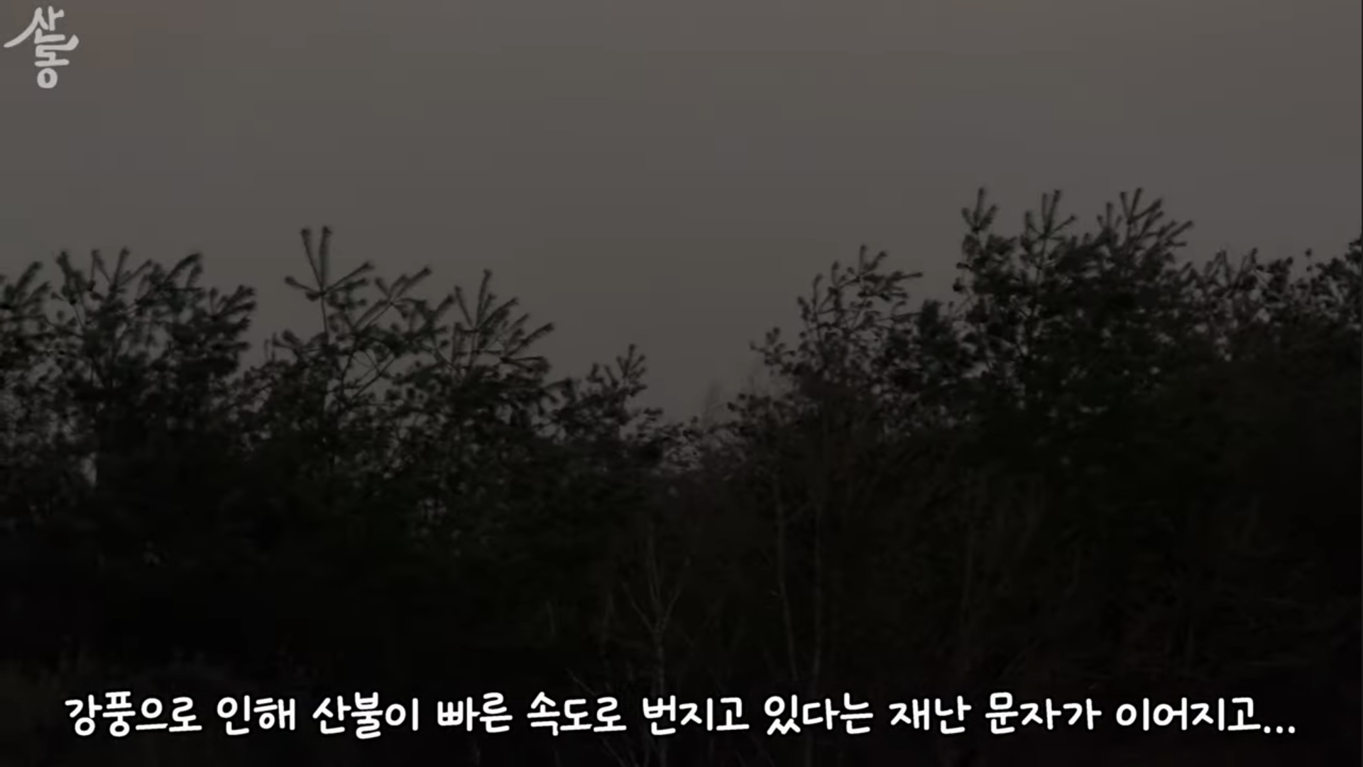 산불때문에 고양이 16마리와 대피한 유튜버 | 인스티즈