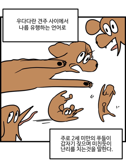 푸들의 우다다가 끝나는 시기.jpg | 인스티즈