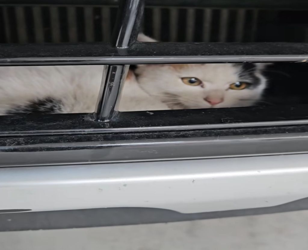 차 본넷에 새끼고양이 가둔채로 달린 차주 | 인스티즈