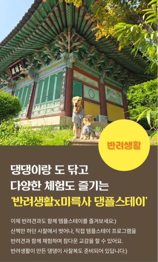 요즘 견주들 사이에서 핫하다는 댕플스테이ㅋㅋㅋㅋㅋㅋㅋ | 인스티즈