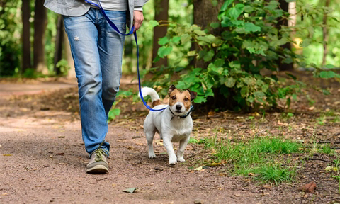 강아지 좋아하는 사람들이 길에서 강아지 만나면.. | 인스티즈
