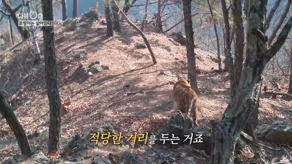 '절멸'의 '한국 호랑이'. 🐅 그 100년간의 이야기. -마지막- | 인스티즈