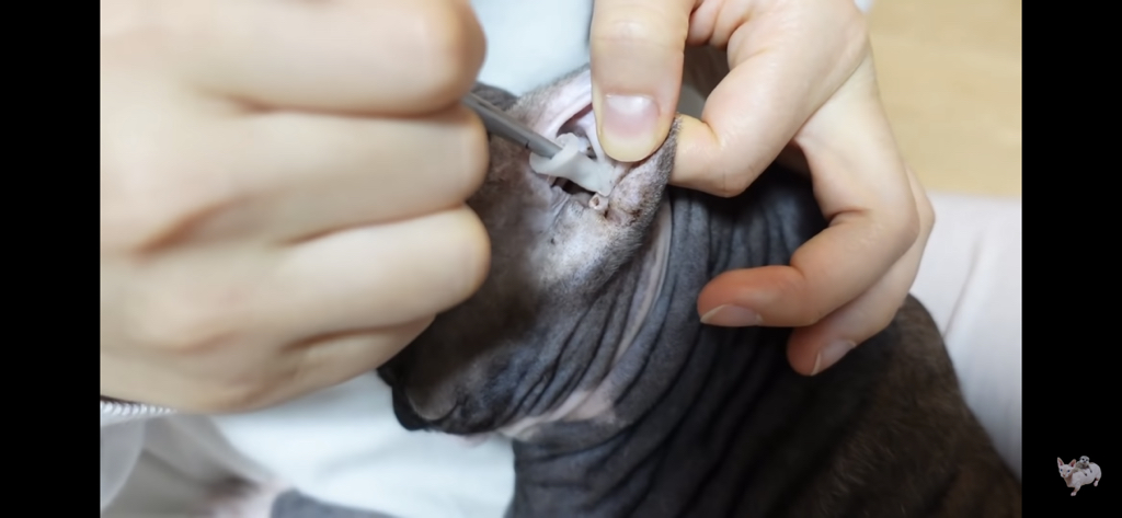 털이 없는 스핑크스는 키우기 편할까? (위생주의) | 인스티즈