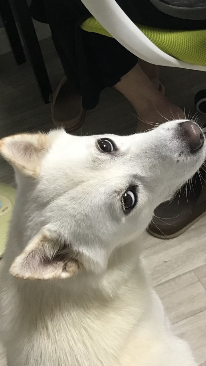 우리집 개 자는거 보실분? | 인스티즈