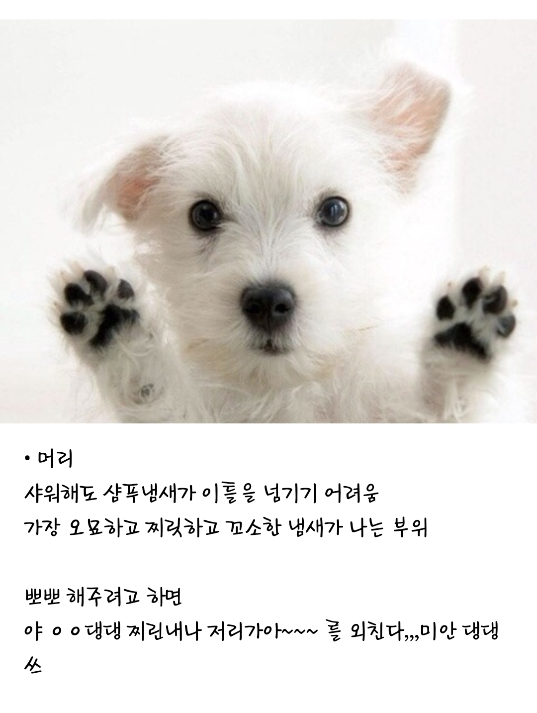 강아지 부위별 냄새 특징(주관적 주의) | 인스티즈