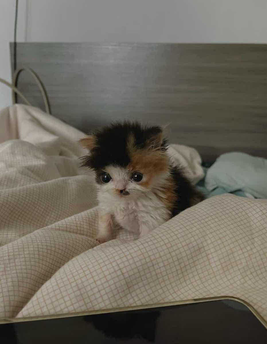 왜 새끼고양이들은 지능이없게생겼는지 궁금한달글.jpg | 인스티즈