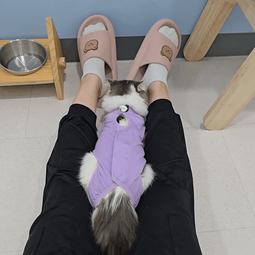고양이 보호소 그게 뭔데, 개힘든 거 아니냐 | 인스티즈